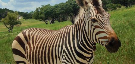 A zebra walk past at the Fossil Rim Wildlife Center in Glen Rose, TX.